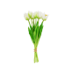 Set of 7 open tulips - Tulipes