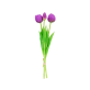 Set of 3 closed tulips - Tulipes